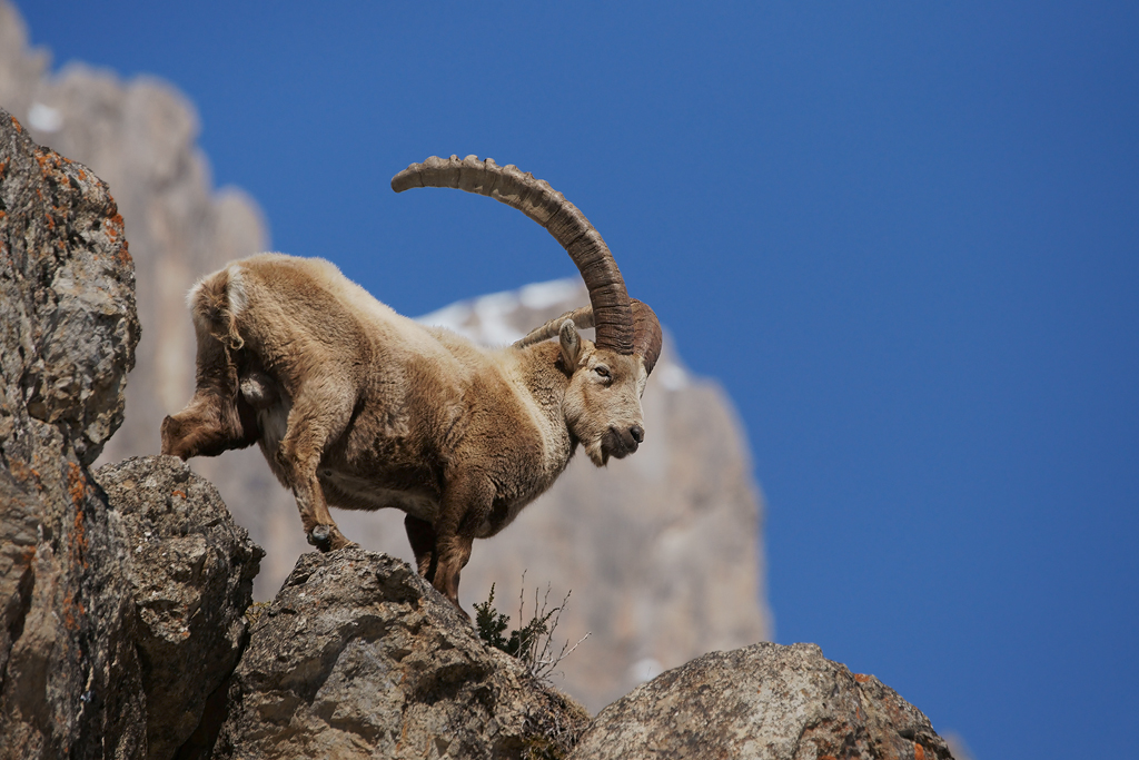 Bouquetin 111