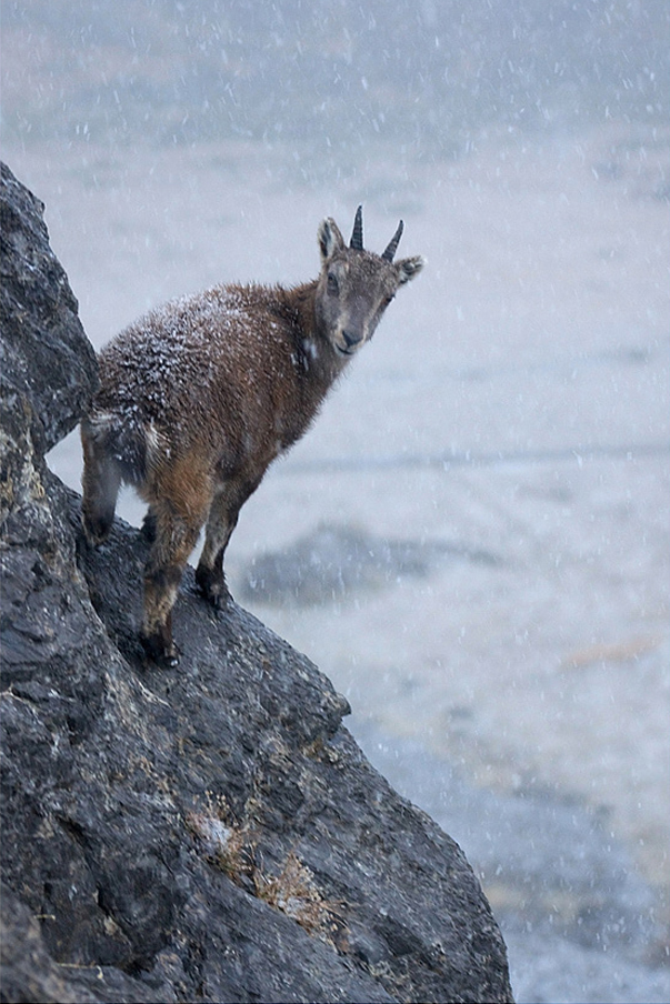 Bouquetin 18