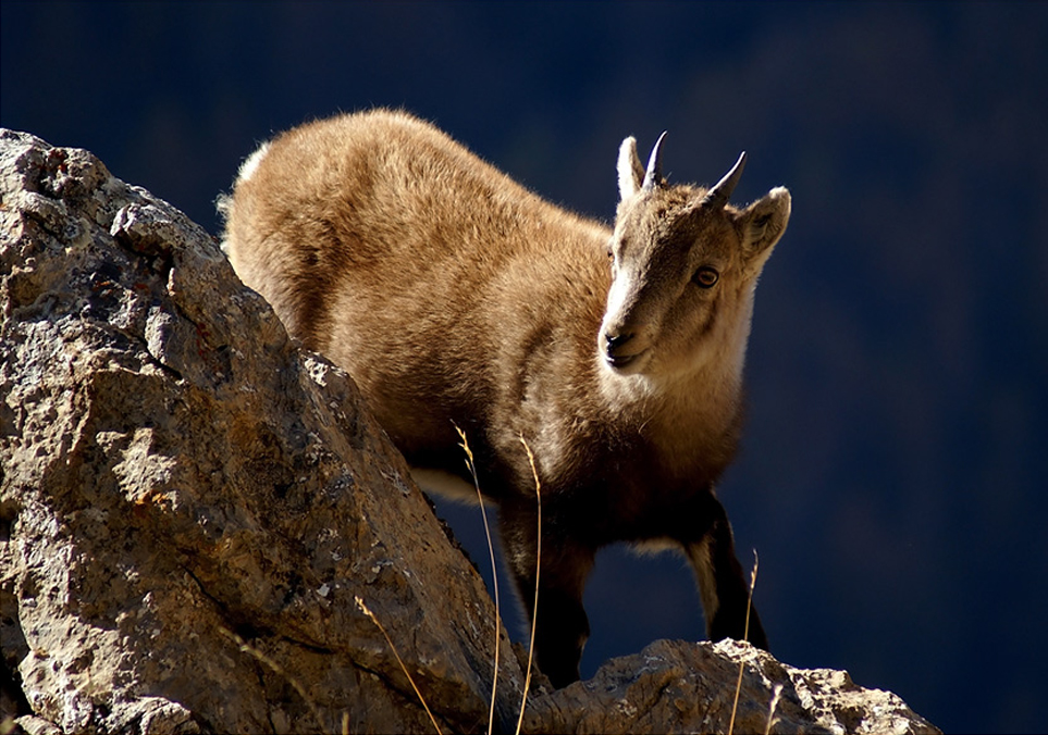 Bouquetin 61