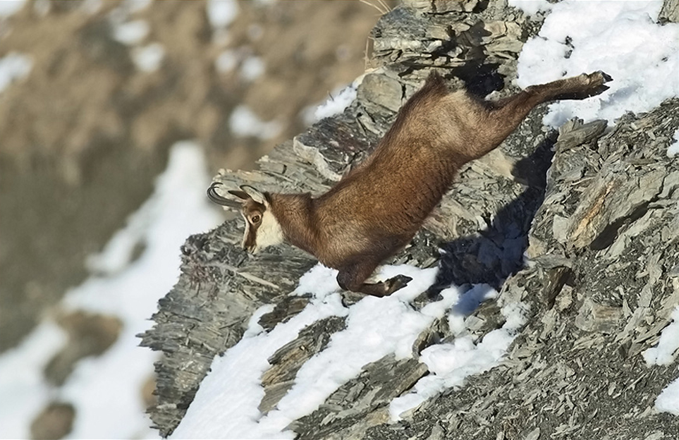Chamois 1