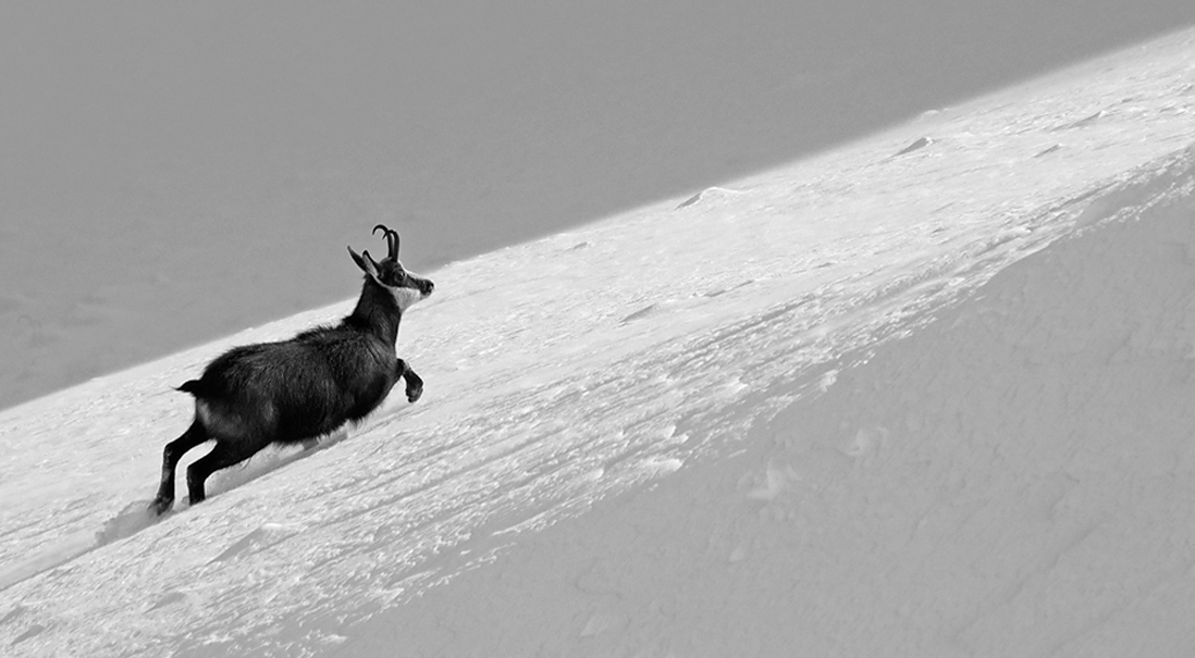 Chamois 11
