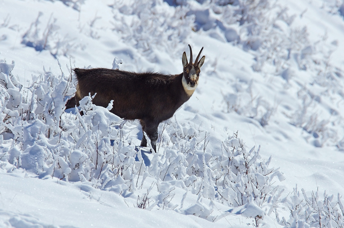 Chamois 12