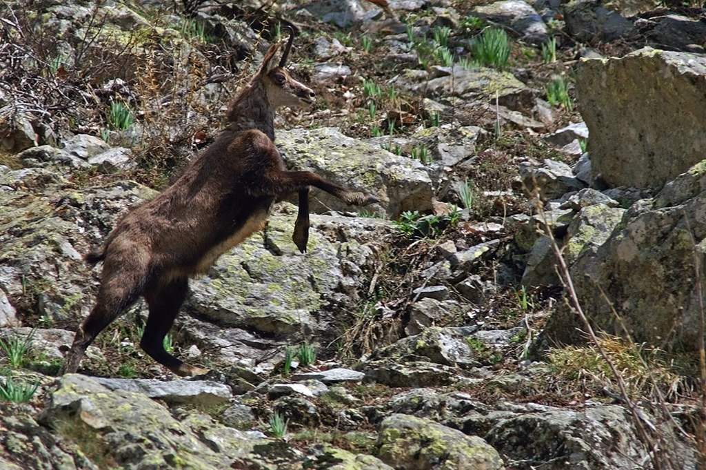 Chamois 14