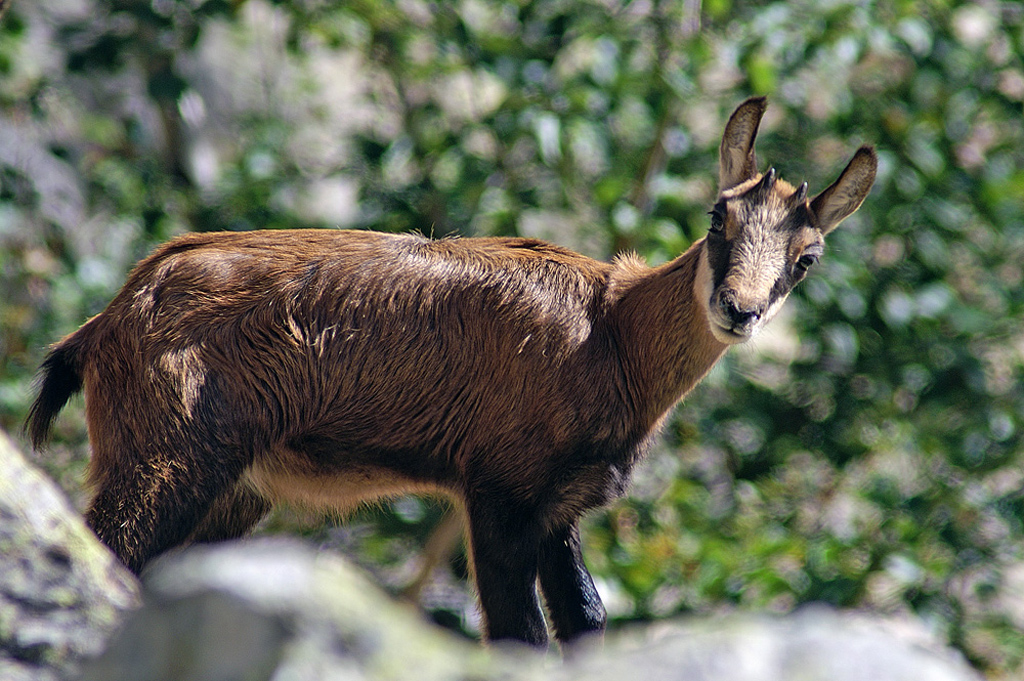 Chamois 15