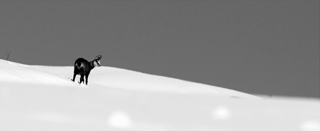 Chamois 16