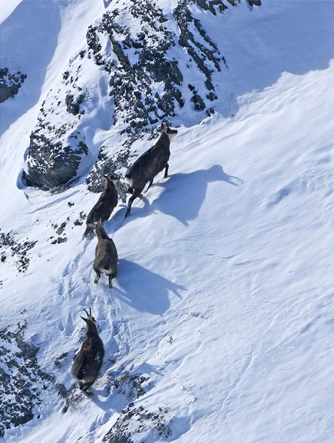 Chamois 21