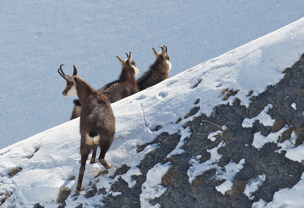 Chamois 22