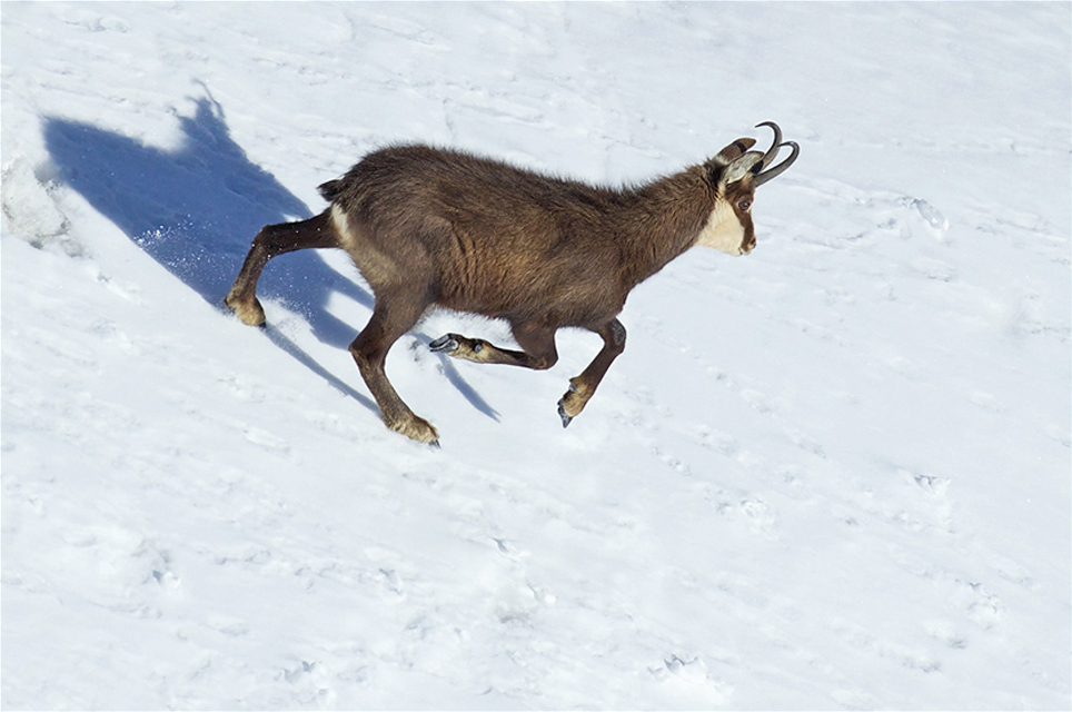 Chamois 26