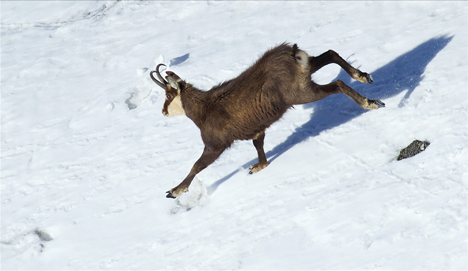 Chamois 29