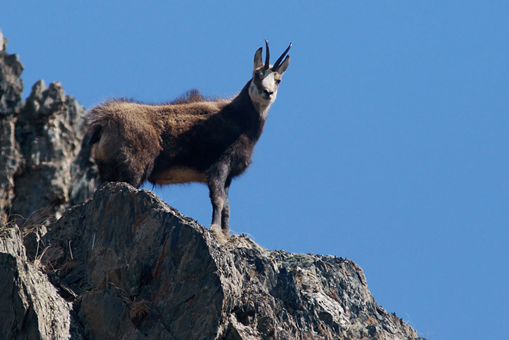 Chamois 36