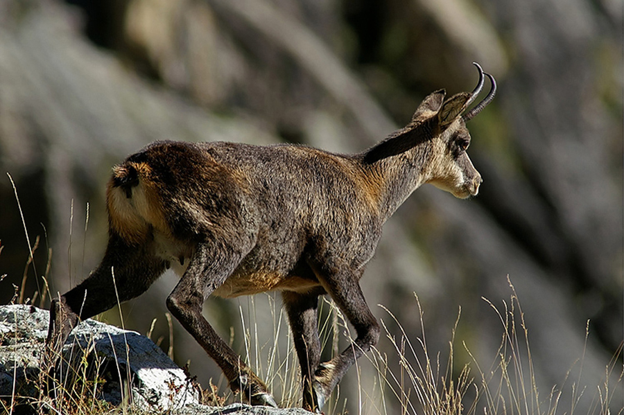 Chamois 38