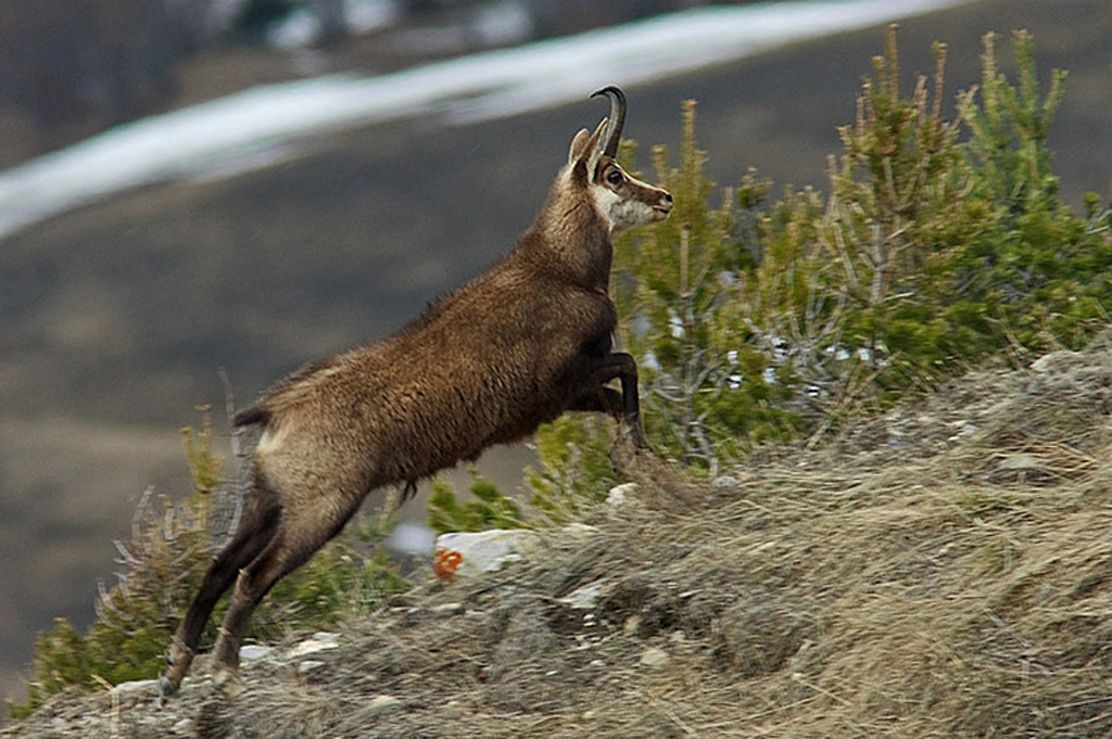 Chamois 6