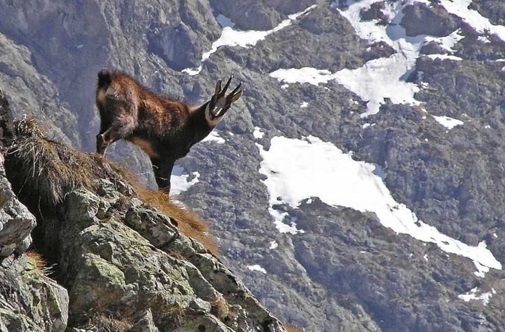 Chamois 7