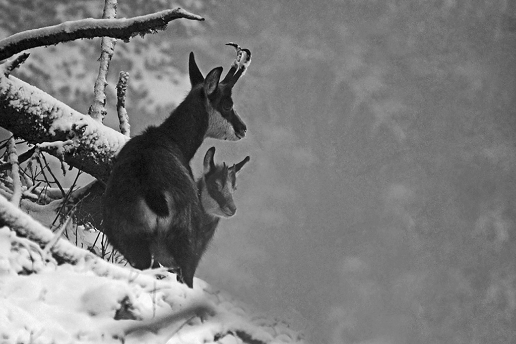Chamois 9