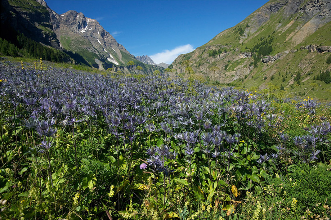 Blue Chardons from Alpes