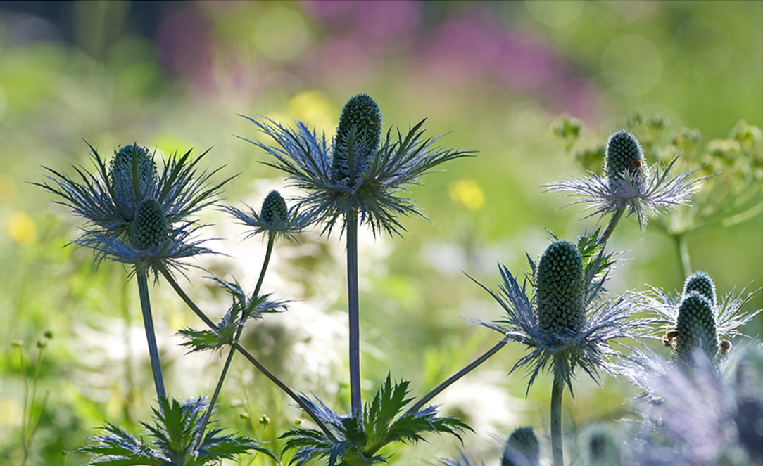 Blue Chardons from Alpes