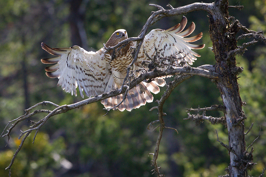 Short Toed snake eagle