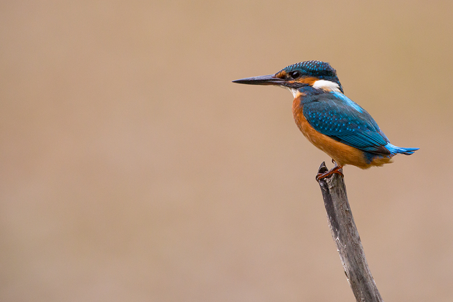 Kingfisher 1