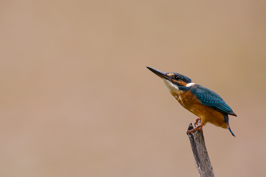 Kingfisher 2