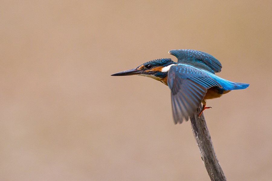 Kingfisher 3