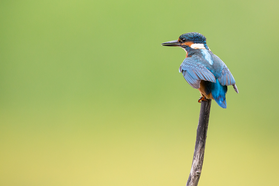 Kingfisher 4