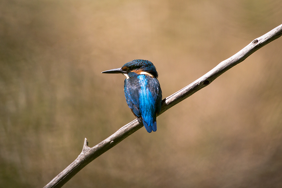 Kingfisher 5