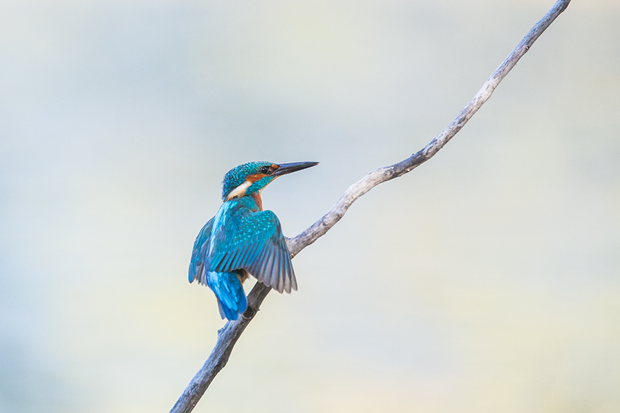 Kingfisher 8
