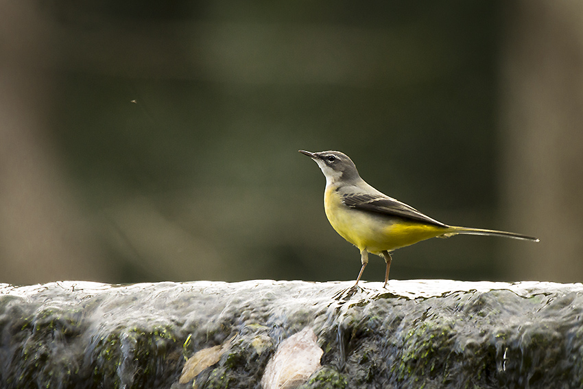 Bergeronnette des ruisseaux 23