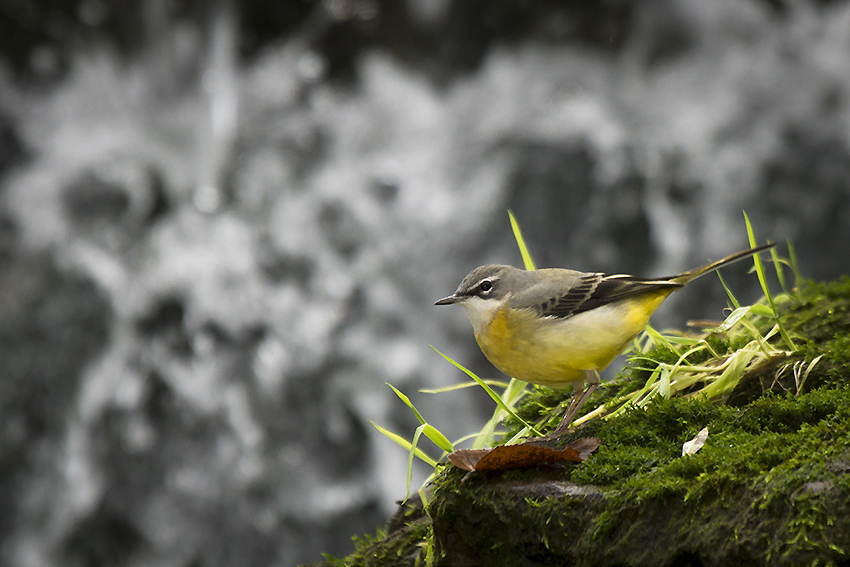 Bergeronnette des ruisseaux 32