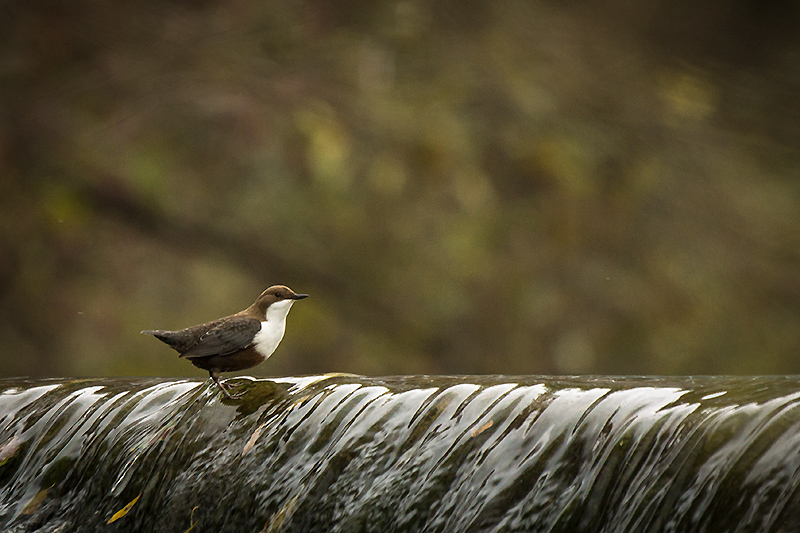 Cincle plongeur 197b