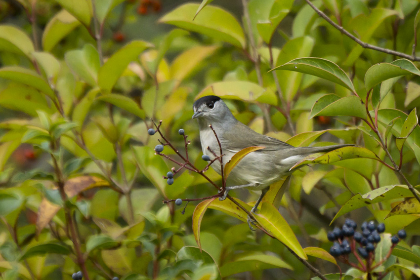 Fauvette à tête noire mâle 34