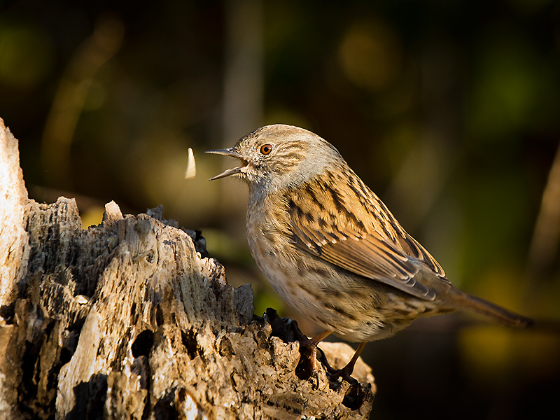 Accenteur mouchet 45