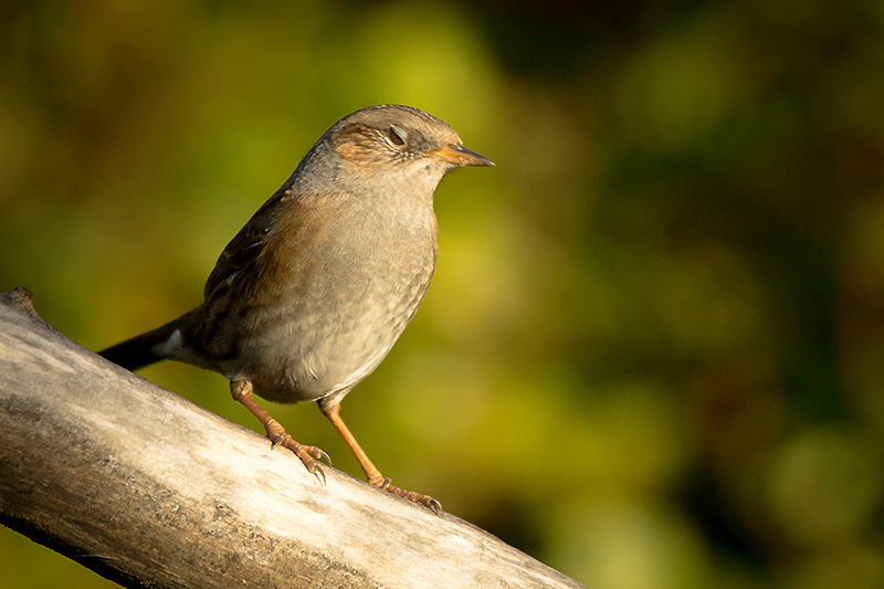 Accenteur mouchet 802