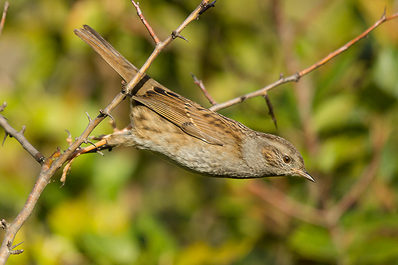 Accenteur mouchet 813