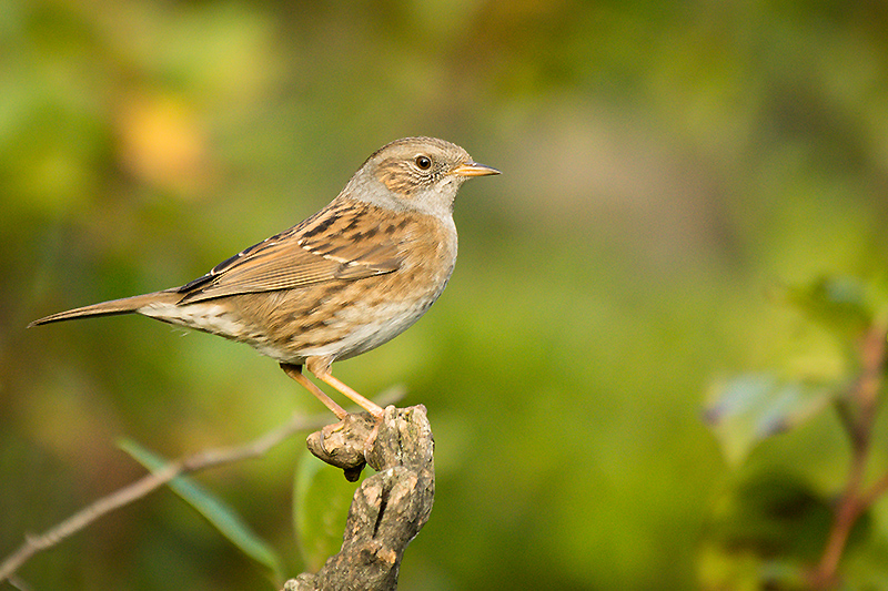 Accenteur mouchet 814