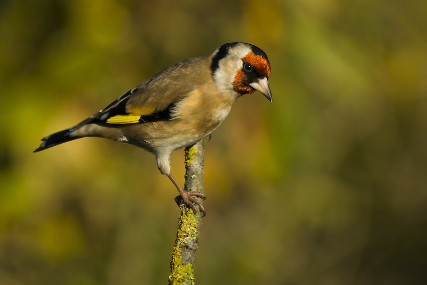 Chardonneret élégant 65