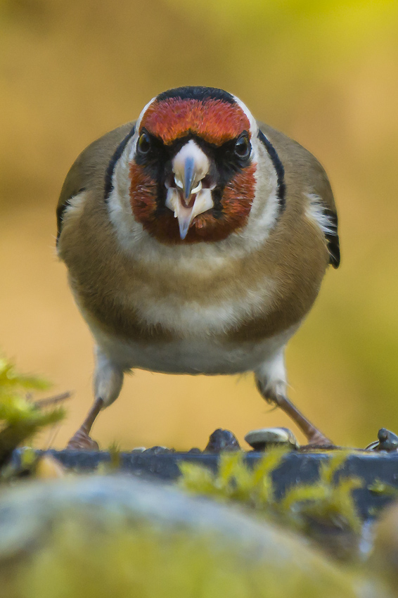 Chardonneret élégant 88