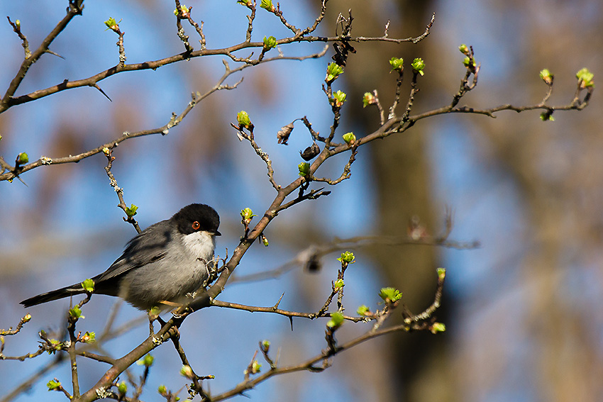 Fauvette mélanocéphale 02
