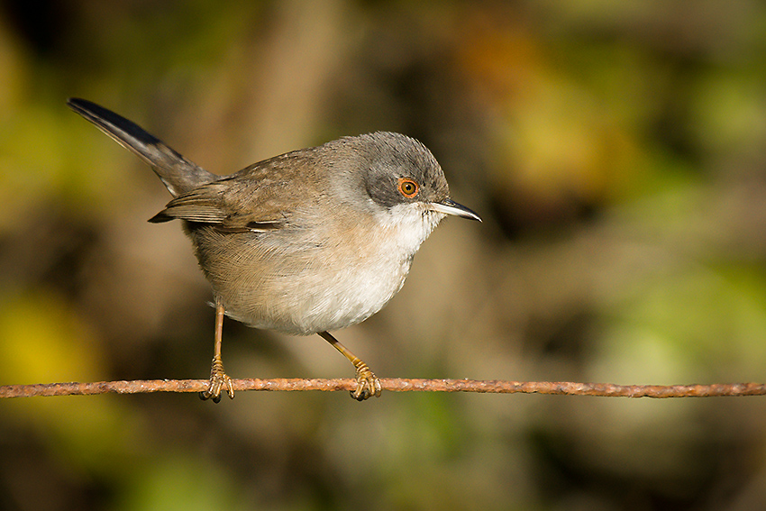 Fauvette mélanocéphale 102