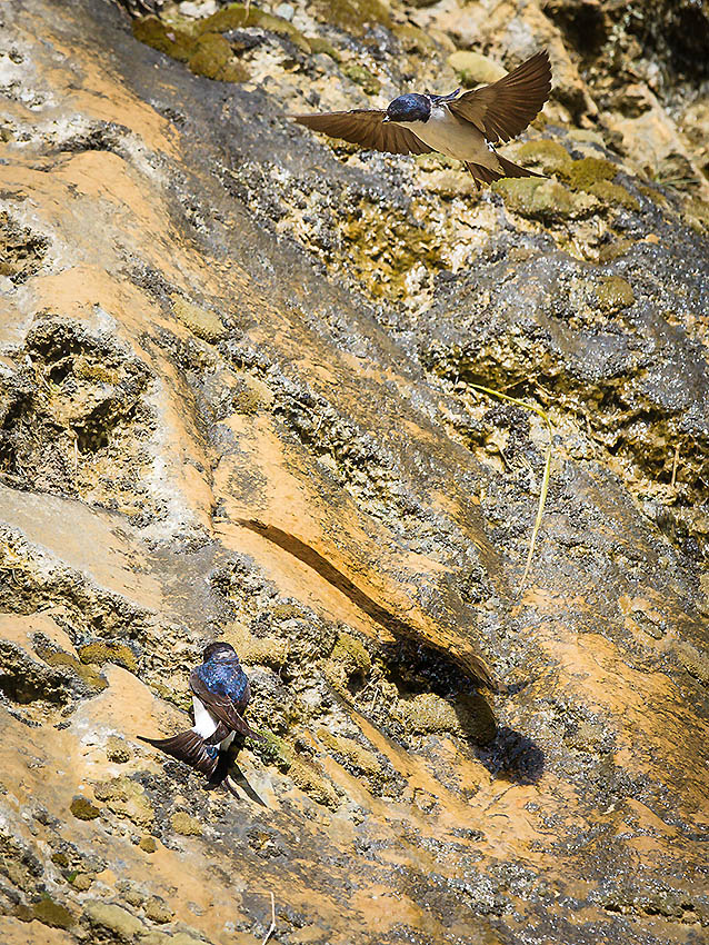 Hirondelle Moustier 452