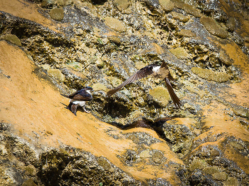 Hirondelle Moustier 463