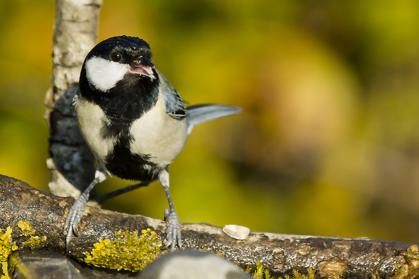 Mésange charbonnière 29