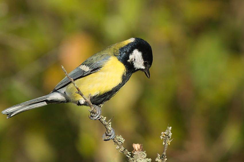 Mésange charbonnière 824
