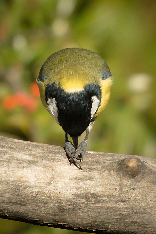 Mésange charbonnière 828