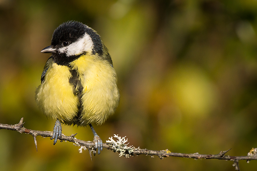 Mésange charbonnière 914