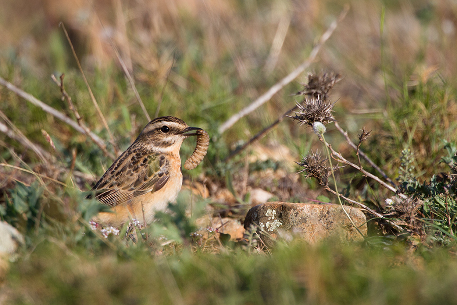 Tarier des prés femelle 047