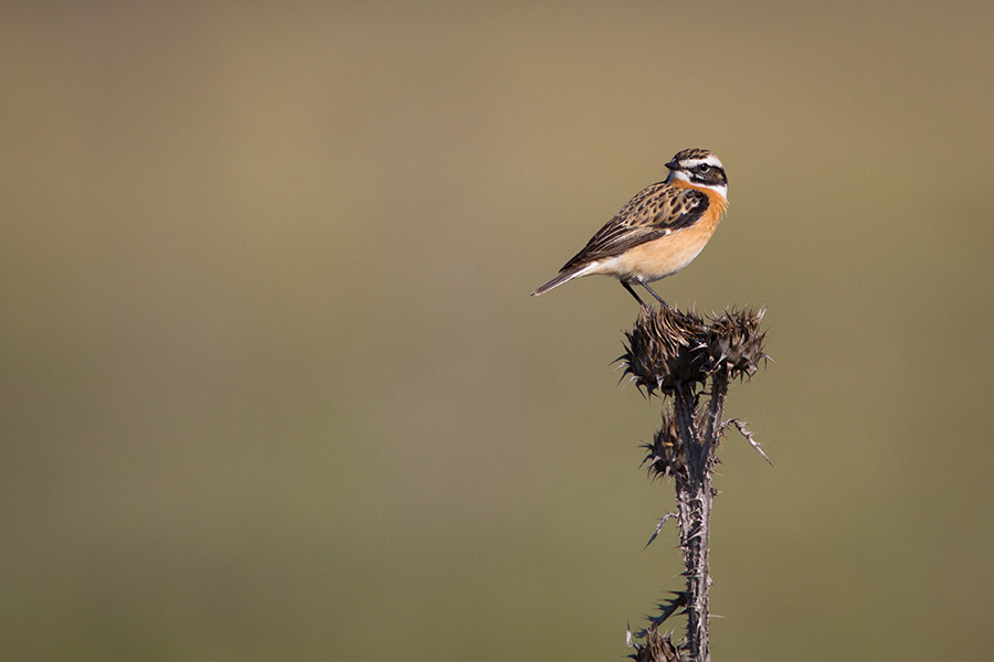 Tarier des prés male 083
