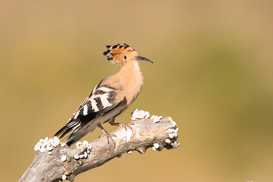 European Roller hoopoe and Co