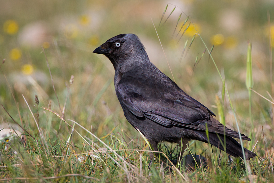 Choucas des tours 151