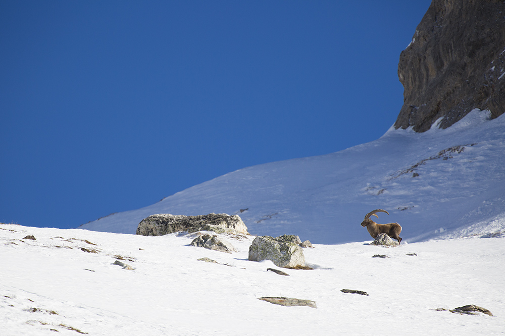 Mountain Mammals